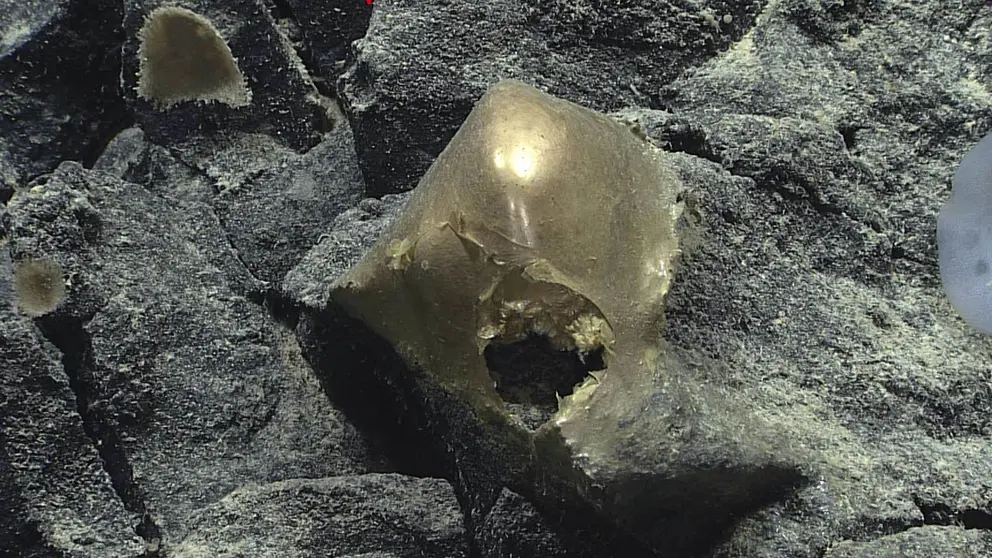 Fotograf&iacute;a cedida por NOAA Ocean Exploration donde se muestra un huevo dorado hallado a unos 3.200 metros de profundidad en la ladera de un volc&aacute;n submarino./ EFE