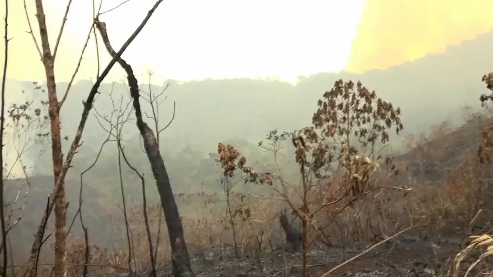 Densa humareda en Palos Blancos, La Paz, por los incendios forestales./ CAPTURA VIDEO