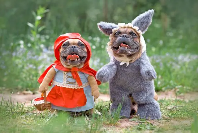 Imagen referencial de animales disfrazados. EL TIEMPO