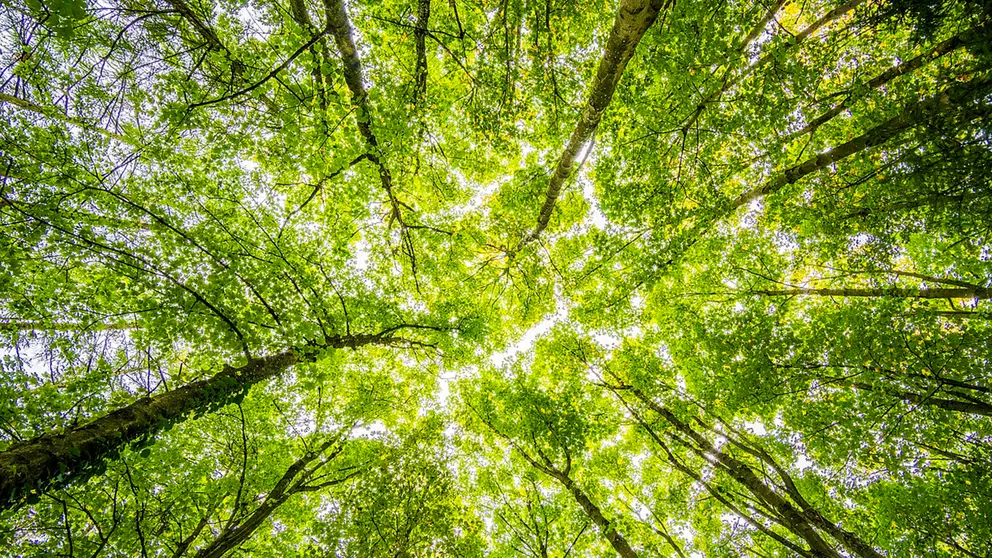 Foto referencial de un bosque en Chuquisaca. PIXABAY