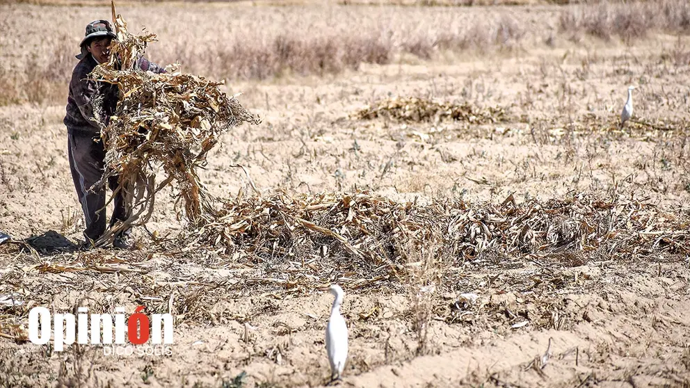 Imagen referencial de la afectaci&oacute;n por sequ&iacute;a en zona agr&iacute;cola del Valle Alto, en 2023./ DICO SOL&Iacute;S