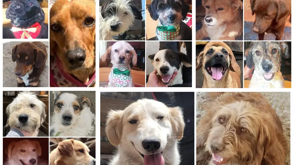 Algunos de los animales que fueron sacados del Refugio Mis Amores