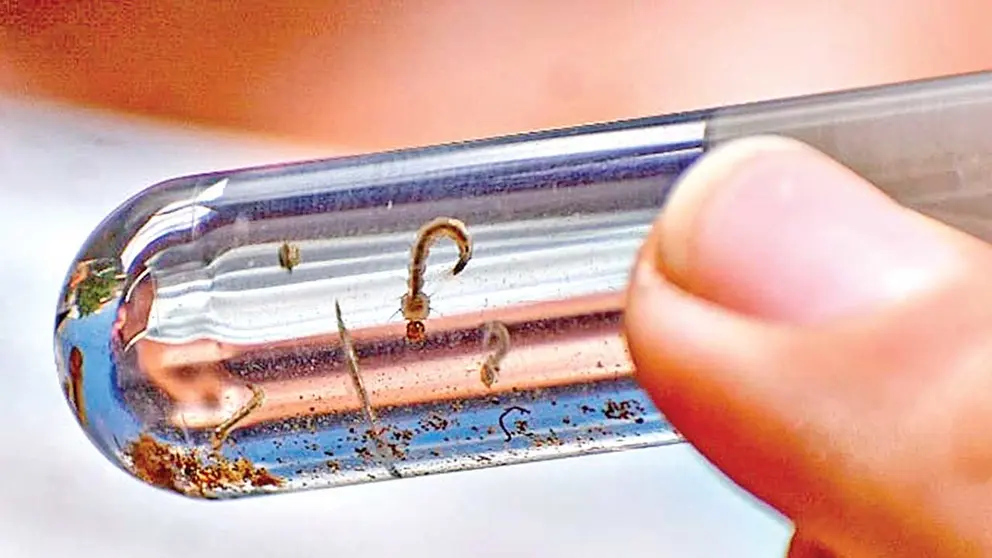 Larvas del mosquito transmisor de dengue./ DICO SOLÍS