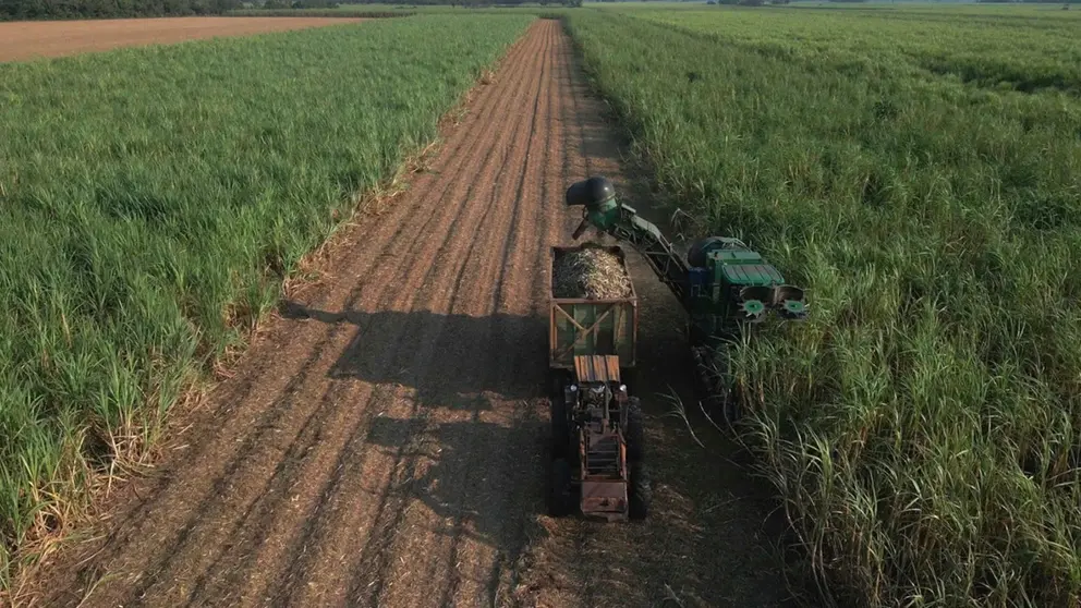 Productores en el oriente del pa&iacute;s./ CORTES&Iacute;A CAO