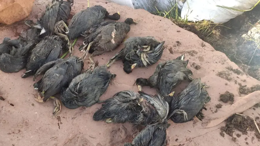 Las aves, v&iacute;ctimas de aceite en