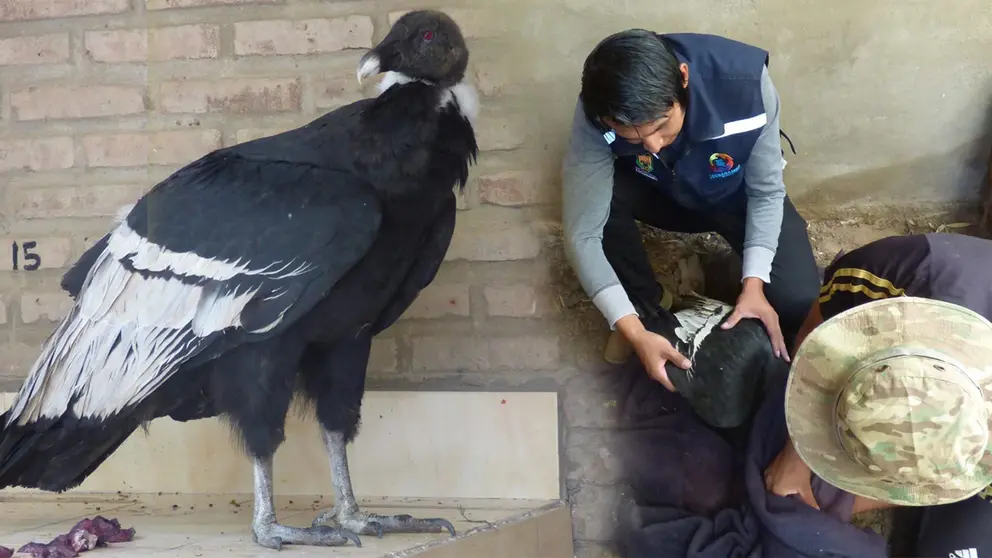 El c&oacute;ndor hembra rescatado en Vacas, Cochabamba. GOBERNACI&Oacute;N