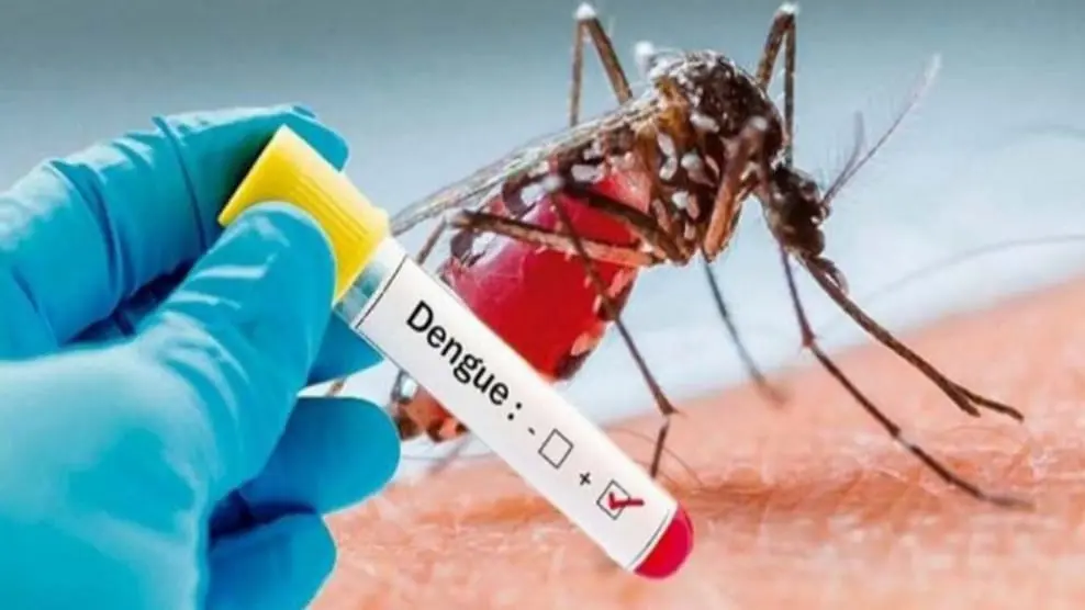 Imagen de referencia del mosquito que propaga la dolencia caracter&iacute;stica del dengue. ARCHIVO