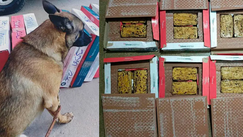 Una imagen compuesta del Boykan, el can antidroga y la coca&iacute;na que hall&oacute; en paquetes de cer&aacute;mica. Foto: VDDSC
