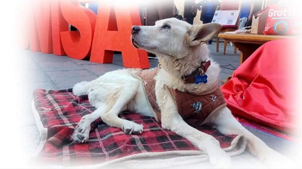&lsquo;Adi&oacute;s, dulce guardi&aacute;n&rsquo;: UMSA despide a Galo, su mascota insignia