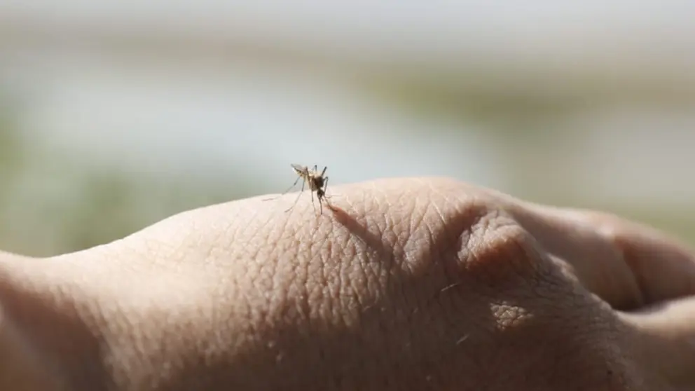 Un mosquito reposa sobre una mano, en ocasi&oacute;n de una campa&ntilde;a de fumigaci&oacute;n, en Cochabamba. APG