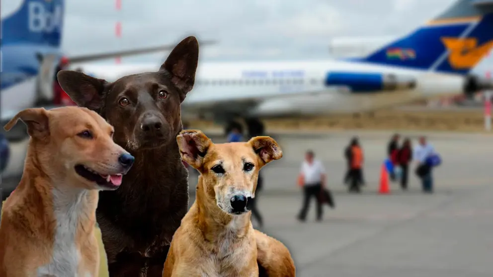 Una imagen compuesta de perros callejeros con una foto de el aeropuerto de El Alto. COMPOSICI&Oacute;N OPINI&Oacute;N