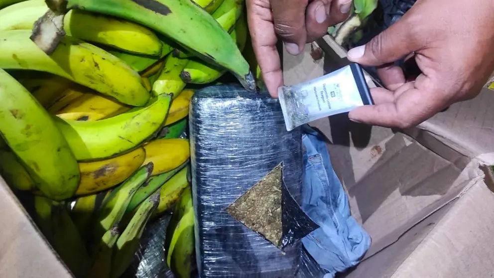 La marihuana en una de las cajas de fruta. FELCN