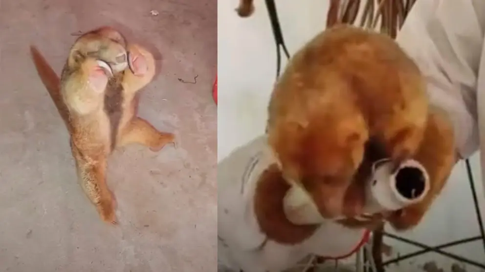 El ejemplar de oso oro que fue hallado en Beni. Captura