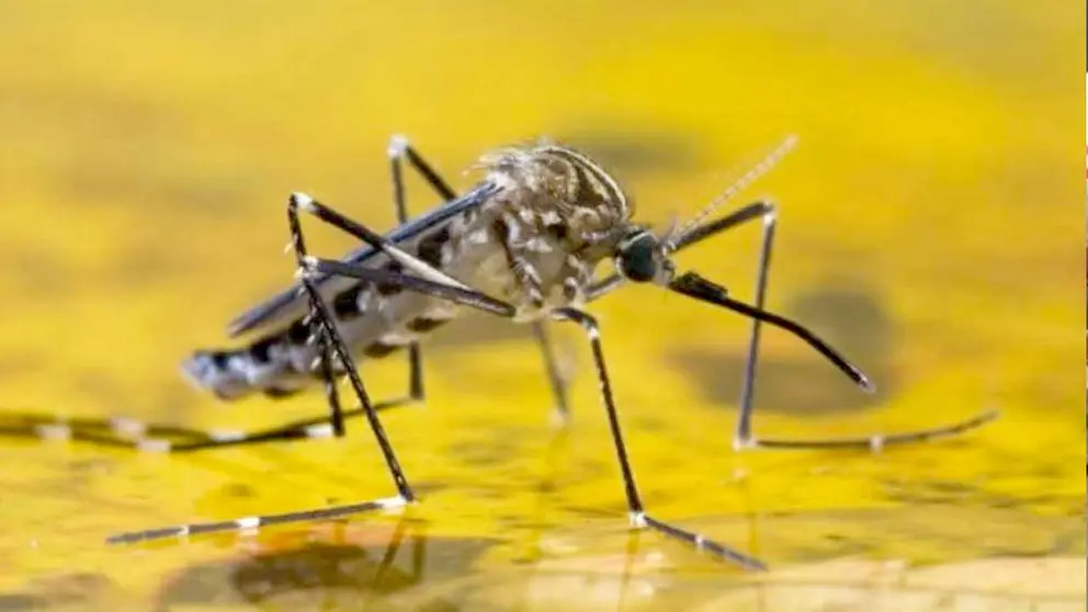 Mosquito transmisor de la fiebre amarilla./ ARCHIVO