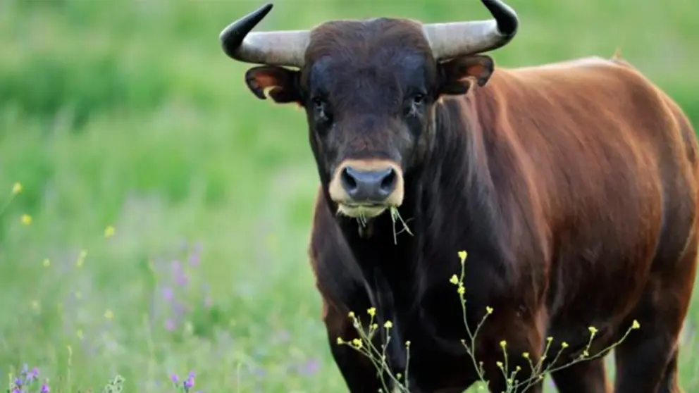 Fotograf&iacute;a de un toro en un campo./  LASVENTASTOUR