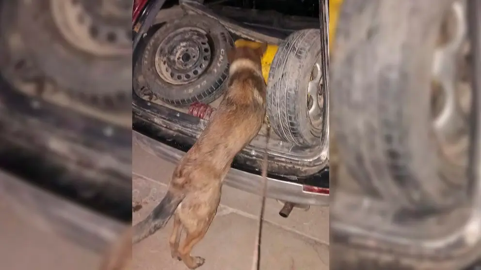 El momento en el que el can Leo halla la droga en el veh&iacute;culo. FELCN