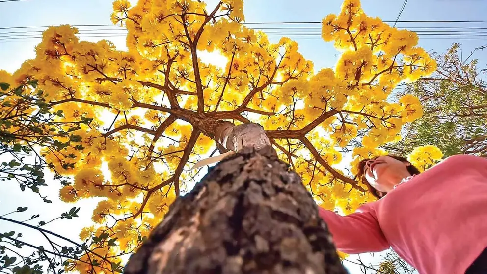 Una persona toca el Tajibo de flores amarillas, emblema de Cochabamba./ DICO SOLÍS