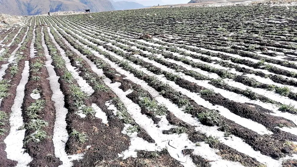 La afectaci&oacute;n por granizada en Palca, Sacaba, anteriormente./ OPINI&Oacute;N
