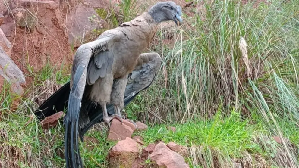 C&oacute;ndor rescatado en Morochata. GADC.