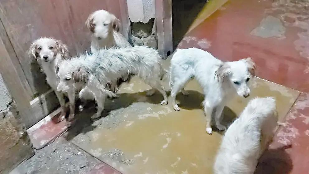 Perros que habitaban el domicilio donde encontraron el cuerpo sin vida de una mujer de 90 a&ntilde;os./ ZOONOSIS CERCADO