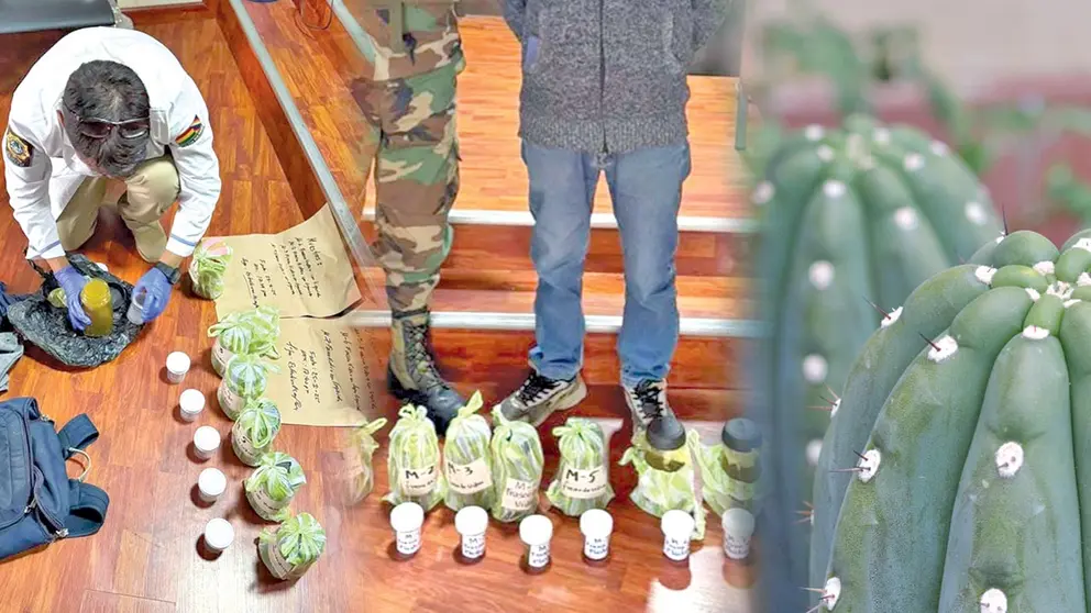 La FELCN exhibe frascos con sustancia extraída del cactus San Pedro./ FELCN