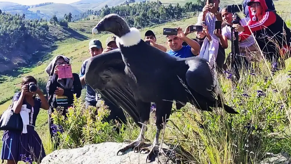 Un c&oacute;ndor durante su liberaci&oacute;n. GOBERNACI&Oacute;N DE COCHABAMBA