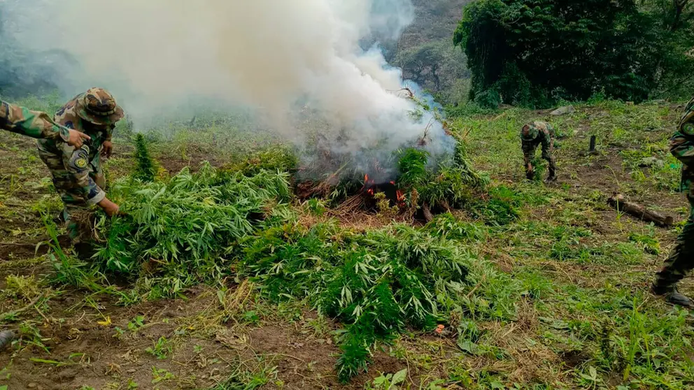 La marihuana es incinerada por agentes antidrogas. FGE