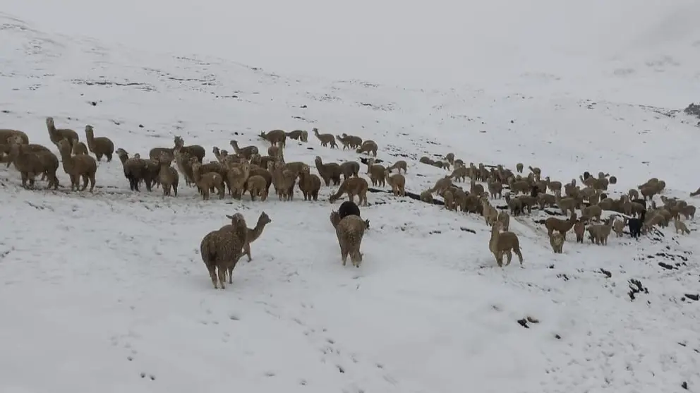 Animales en medio de la nieve que azot&oacute; Cocapata, Cochabamba. MINISTERIO DE DEFENSA