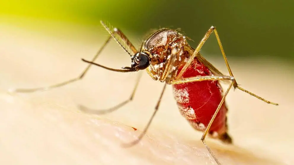 El mosquito que transmite la chikungunya./ CDC