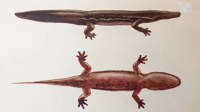 salamandra gigante