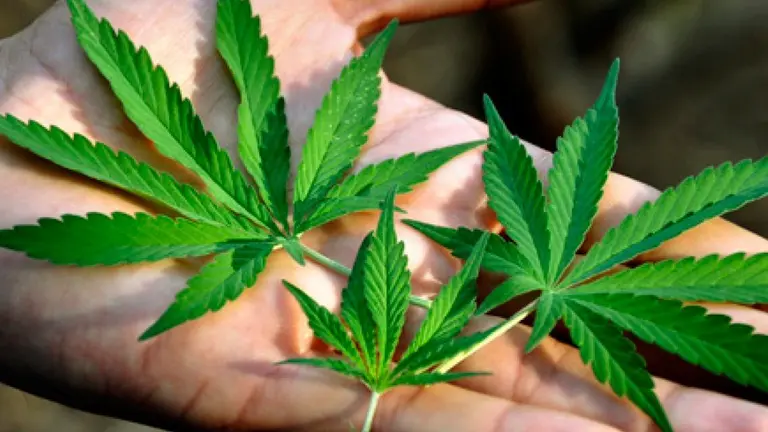 Foto referencial de la marihuana.