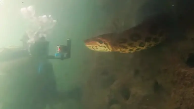 Una captura del video, muestra el encuentro de uno de los buzos con la anaconda. RRSS