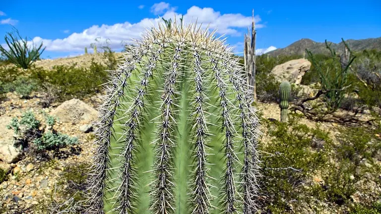Saguaro Superior Cactus Arizona