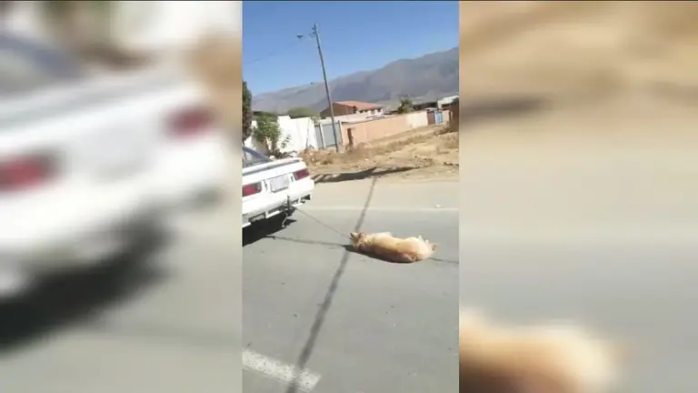 Captura de una filmaci&oacute;n que registr&oacute; el momento en el que el perro es arrastrado.