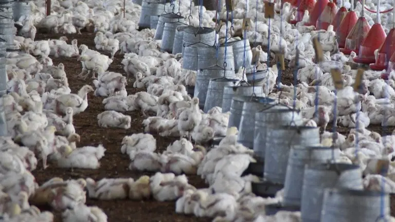 Pollos se alimentan en una granja de Cochabamba. OPINI&Oacute;N