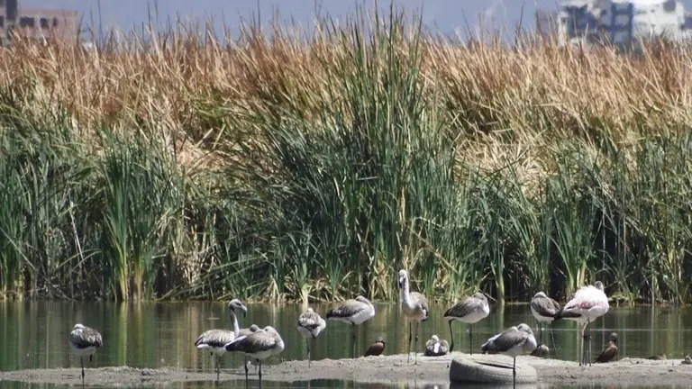 Una vista de flamencos y totorales de la laguna Alalay, en Cochabamba. OPINI&Oacute;N