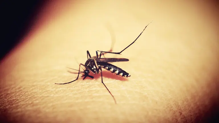 Mosquito (Seg&uacute;n el reporte, la mayor cantidad de contagios se registra en Santa Cruz, especialmente en los municipios de La Guardia y San Juli&aacute;n. Adem&aacute;s, se identific&oacute; un brote en el municipio de Puerto Villarroel, en el Tr&oacute;pico de Cochabamba, donde en la primera semana epidemiol&oacute;gica se reportaron 133 casos.) principal transmisor de enfermedades como el dengue, chikungunya, zika y fiebre amarilla./ PIXABAY
