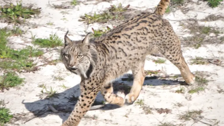 Un macho de lince ib&eacute;rico que reside en el Observatorio de Linces del Espacio Natural de Do&ntilde;ana. | EFE / MANSUNIDES.ORG