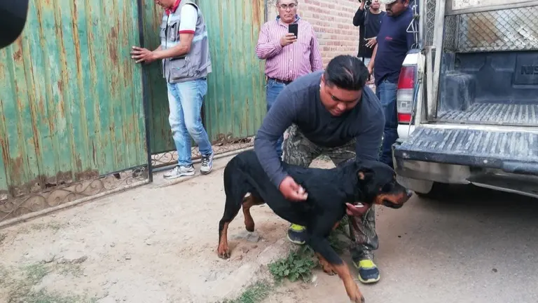 Captura de uno de los canes atacantes por personal de Zoonosis. DEFENSOR&Iacute;A DE LA NI&Ntilde;EZ Y ADOLESCENCIA