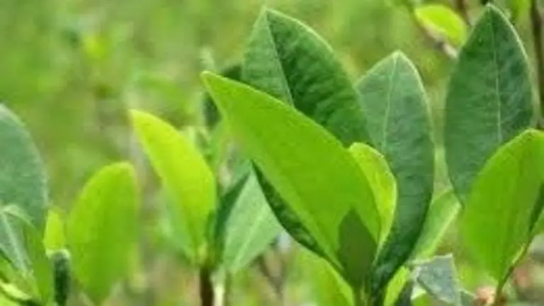 Imagen referencial de la hoja de coca. ARCHIVO
