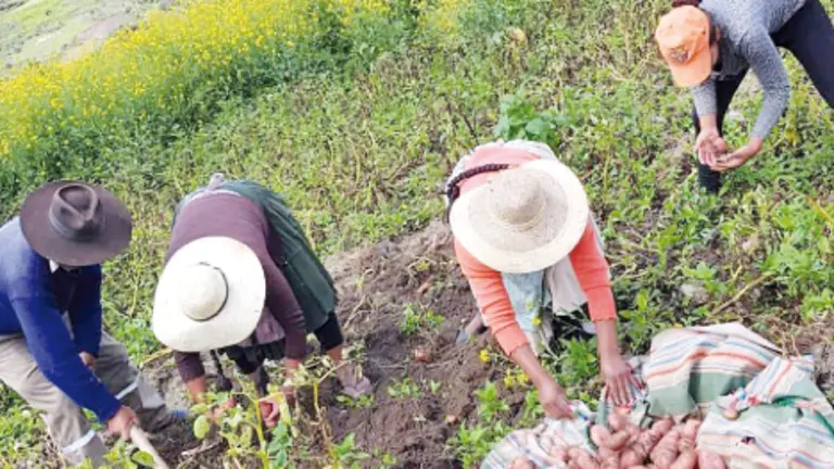 Productores cosechan papa, en la regi&oacute;n andina. GOBERNACI&Oacute;N DE COCHABAMBA