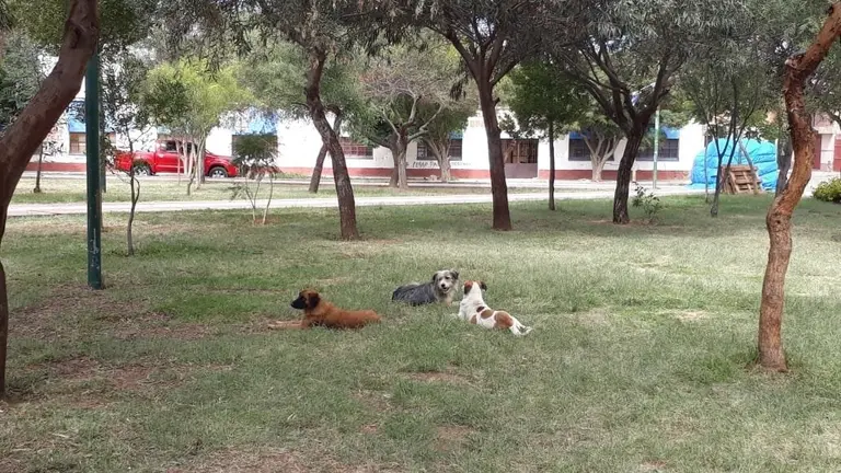 Fotograf&iacute;a de animales en Punata. CORTES&Iacute;A