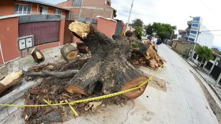 Parte del &aacute;rbol retirado. DICO SOL&Iacute;S