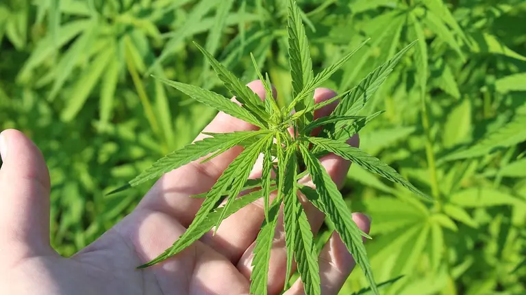 cannabis-pixabay