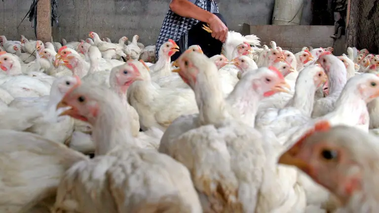 Fotograf&iacute;a referencial de una granja de pollos. EFE