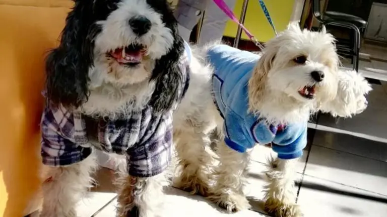 mascotas