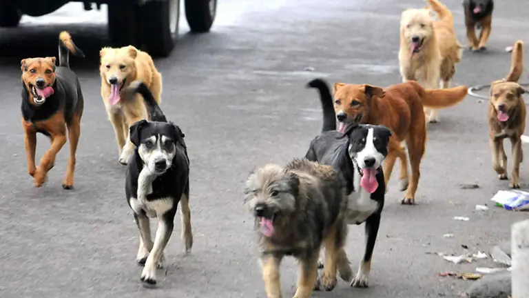 perros mexico