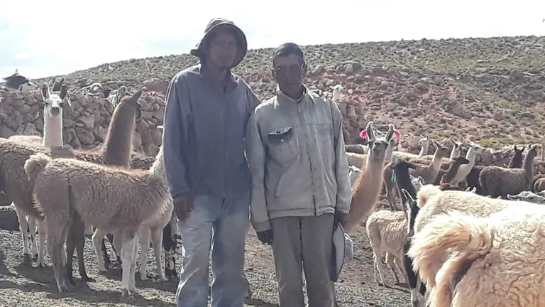 Crisp&iacute;n Quispe (d), junto a su hijo Ludger y sus llamas, en el campo.      FAMILIA QUISPE
