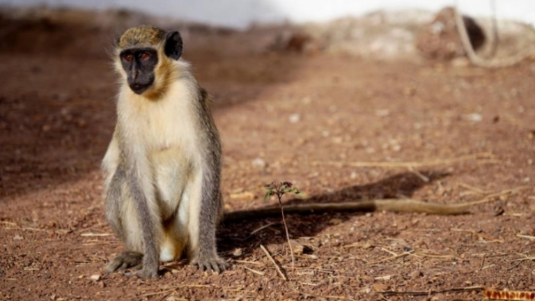 monos