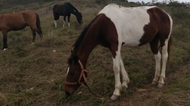 Los caballos rescatados por el jugador Adri&aacute;n Jusino. Asociaci&oacute;n Huellitas Bolivia